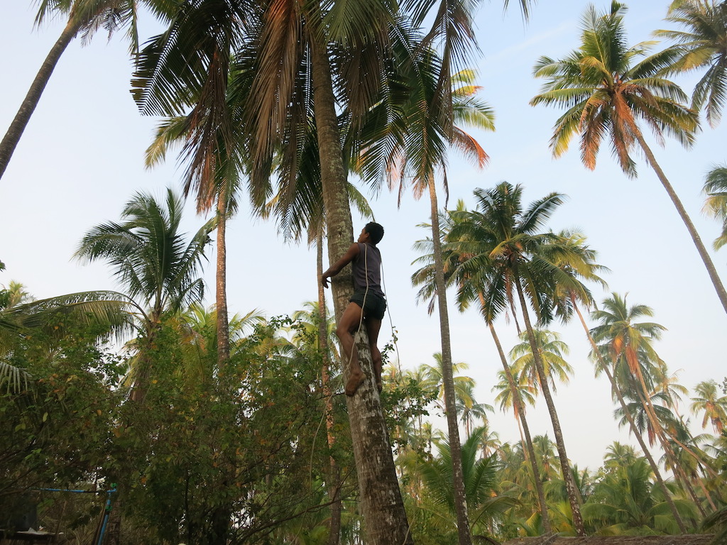 Climbing up a Coconut tree…