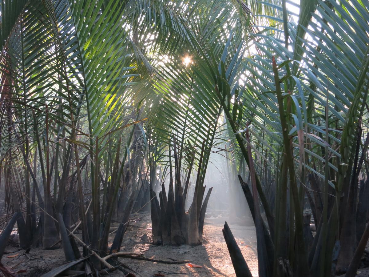 Danee, Nipa palm leaves for thatching houses