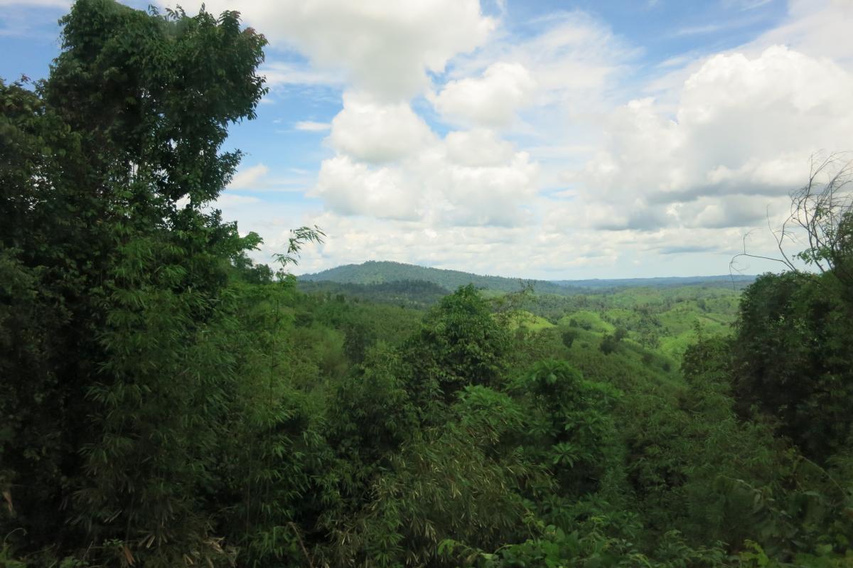 Distant deeper forest areas nearly untouched